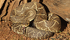 The effects of the presence or absence of crotamine in rattlesnake venom
