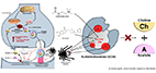 Spider venom neurotoxins from the Philippine tarantula: a new source for biomedical leads
