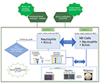 Snake venom toxin activates immune cells and decreases the invasion potential of tumor cells
