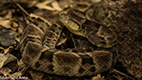 The venoms of sibling snakes may not be so similar
