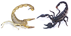 Tools of death with a touch of romance: all the amazing things scorpions use their weapons for
