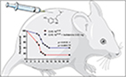 Bufotenine and new perspectives for the treatment of rabies
