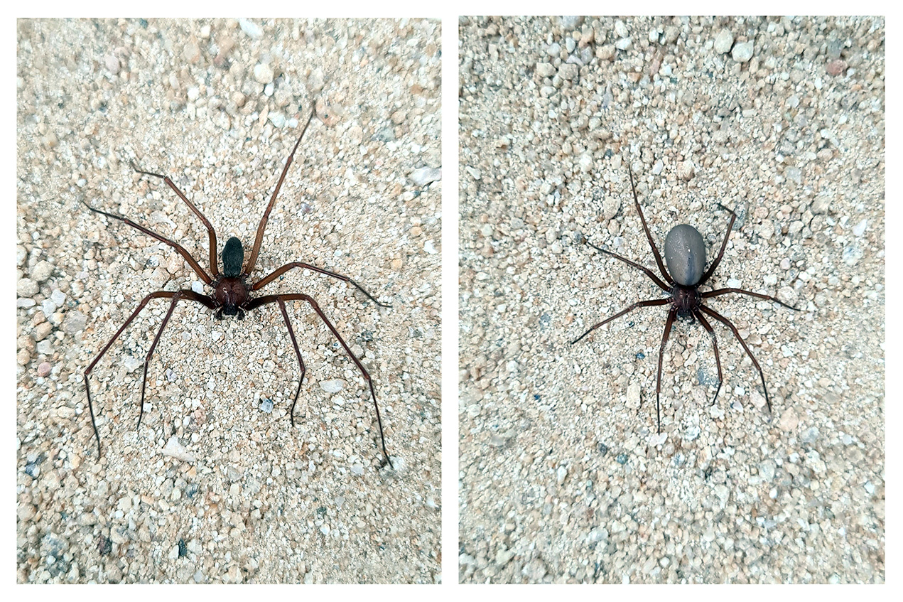 Stem cell-derived secretome reduces dermonecrosis caused by spider venom

