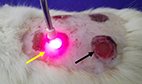 Laser therapy together with a fibrin biopolymer improves nerve and bone tissue regeneration
