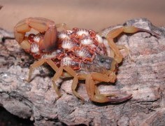 Arthropods: venoms and biology
